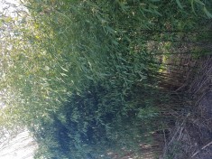 V&acirc;nzare plante ornamente