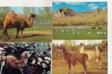 bnk cp Fauna - lot 20 carti postale *