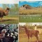 bnk cp Fauna - lot 20 carti postale *