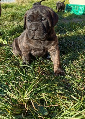 Pui Cane Corso de vanzare foto