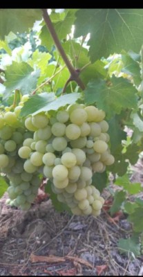 Butasi de vita de vie de anul 3 foto