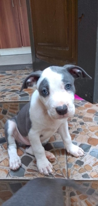 Pui Amstaff Blue de v&acirc;nzare culoare rară, temperament echilibrat!