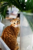 Tablou Canvas, "Pisica tigrată admir&acirc;nd planta verde", Pisică, Blană, Tărcat, Plante, Privire, Curiozitate, Urechi, Interior, Fotografiere, 26 x 39 cm