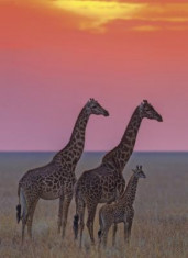 Puzzle Clementoni - 500 de piese - Familia de girafe foto