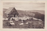 CP SIBIU Hermannstadt Stana Sennhutte ND, Circulata, Fotografie