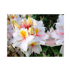 Planta Rhododendron Arima C2, ghiveci 2l