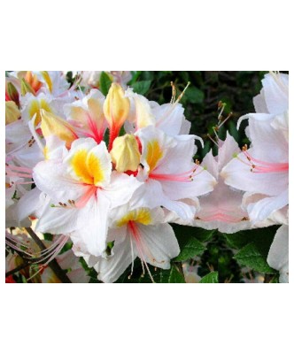 Planta Rhododendron Arima C2, ghiveci 2l foto