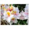 Planta Rhododendron Arima C2, ghiveci 2l
