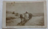 Carte postala, reproducere pictura Carul cu boi de Grigorescu
