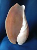 Scoica cochilie mare lungime 30 cm