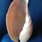 Scoica cochilie mare lungime 30 cm