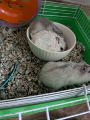Vand hamster foto