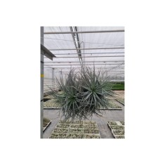 Planta aeriană Tillandsia Silver clumb - Mare
