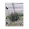 Planta aeriană Tillandsia Silver clumb - Mare