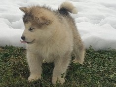 pui malamut de alaska