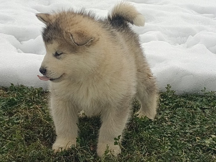 pui malamut de alaska