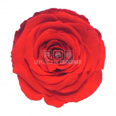 Trandafiri Criogenati XL ORA-03 (Ø6-6,5cm, set 6 buc /cutie)
