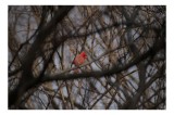 Tablou Canvas, "Cardinal singur printre crengile copacilor", Pasăre, Cardinal, Roșu, Crengi, Iarnă, Natură, Singurătate, Copac, Cer, Ramuri, 39 x 26 c