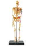 Jucarie educativa - Macheta Corpul Uman - Schelet | Learning Resources
