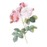 Sticker decorativ Trandafir, Roz antichizat, 80 cm, 1180ST