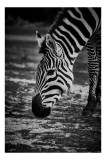 Tablou Canvas, "Zebra &icirc;n tăcerea savanei africane", Zebră, Dungi, Alb-Negru, Pajiște, Natură, Grazare, Eleganță, Contrast., 26 x 39 cm, CMCLASS