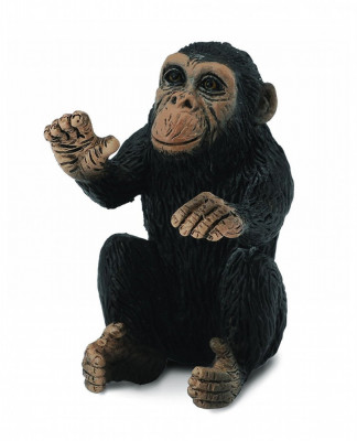 Cimpanzeu Pui - Collecta foto