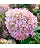 Planta Hydrangea panic. PIXIO Grhp11 PBR C2, ghiveci 2l, Oem