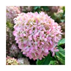 Planta Hydrangea panic. PIXIO Grhp11 PBR C2, ghiveci 2l