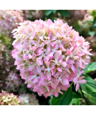 Planta Hydrangea panic. PIXIO Grhp11 PBR C2, ghiveci 2l foto