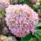 Planta Hydrangea panic. PIXIO Grhp11 PBR C2, ghiveci 2l