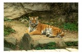 Tablou Canvas, "Tigrul stăp&acirc;n al junglei verzi", Tigru, Relaxează, Privire, Păm&acirc;nt, St&acirc;nci, Vegetație, Blană, Marcat, &Icirc;mpăcare., 39 x 26 cm, CMCLASS