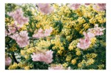 Tablou Canvas, "Flori de primăvară &icirc;nvăluite &icirc;n lumină", Flori, Roz, Galben, Primăvară, Natură, Bl&acirc;ndețe, Viu, Delicat, &Icirc;nfloresc, Răsfirate, 39 x 26