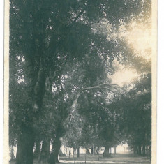 4147 - CALAFAT, Dolj, Park, Romania - old postcard, real PHOTO - unused