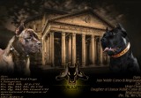 Pui Cane Corso cu pedigree FCI