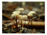 Tablou Canvas, "Misterul ciupercilor ascunse &icirc;n pădure", Grup, Ciuperci, Pălării, Scurte, Fragile, Lumina, Natură, Păm&acirc;nt, Toamnă, Microscopic, Detali