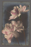 CPIB 20864 - CARTE POSTALA - FLORI , 1909