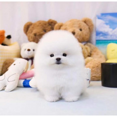 Cauti Pomeranian Boo catelusi de rasa de talie Toy? Vezi oferta pe Okazii.ro