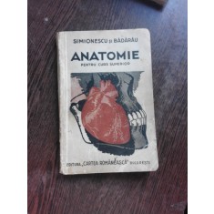 ANATOMIE PENTRU CURS SUPERIOR - SIMIONESCU SI BADARAU