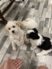 Bichon maltez, Pedigree