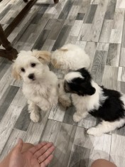 Bichon maltez foto