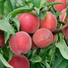 Piersic &ndash; Soiul Red Haven