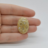 Cabochon coral fosilic 28x20x7mm c29