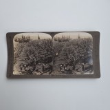 Fotografie de colectie stereoscopica, Culegatori de mere, New Norfolk, Tasmania, Africa, ca. 1905-1910