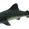 Balena rechin - collecta
