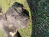 American Bully XXL pui exemplar deosebit, Pedigree