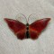 BROSA ARGINT 925 - Fluture Email - David Andersen - Norway - 1940-50 !