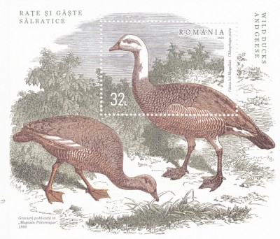 ROMANIA 2022 - RATE SI GASTE SALBATICE, COLITA, MNH - LP 2378a foto