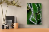 Tablou Canvas, "Urm&acirc;nd conturul ascuțit al naturii", Verde, Textură, Spin, Unduire, Natură, Cactus, Detaliu, Organic, 26 x 39 cm, CMCLASS