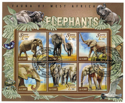 SIERRA LEONE 2015 - Fauna, Elefanti / colita foto