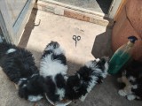 Bichon havanez caini
